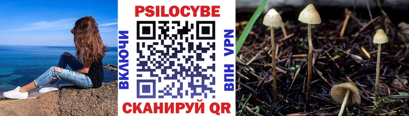 где можно купить   Лобня  Галлюциногенные грибы Cubensis 